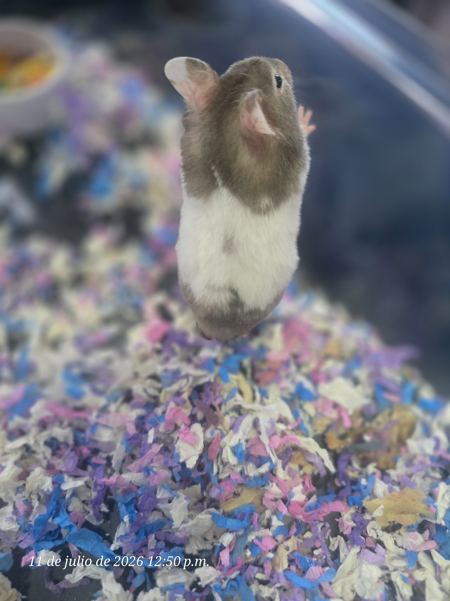 Mochi, hámster sirio bicolor gris y blanco